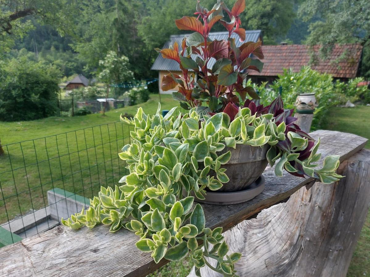 Apartmaji Katrc Soča Exteriör bild